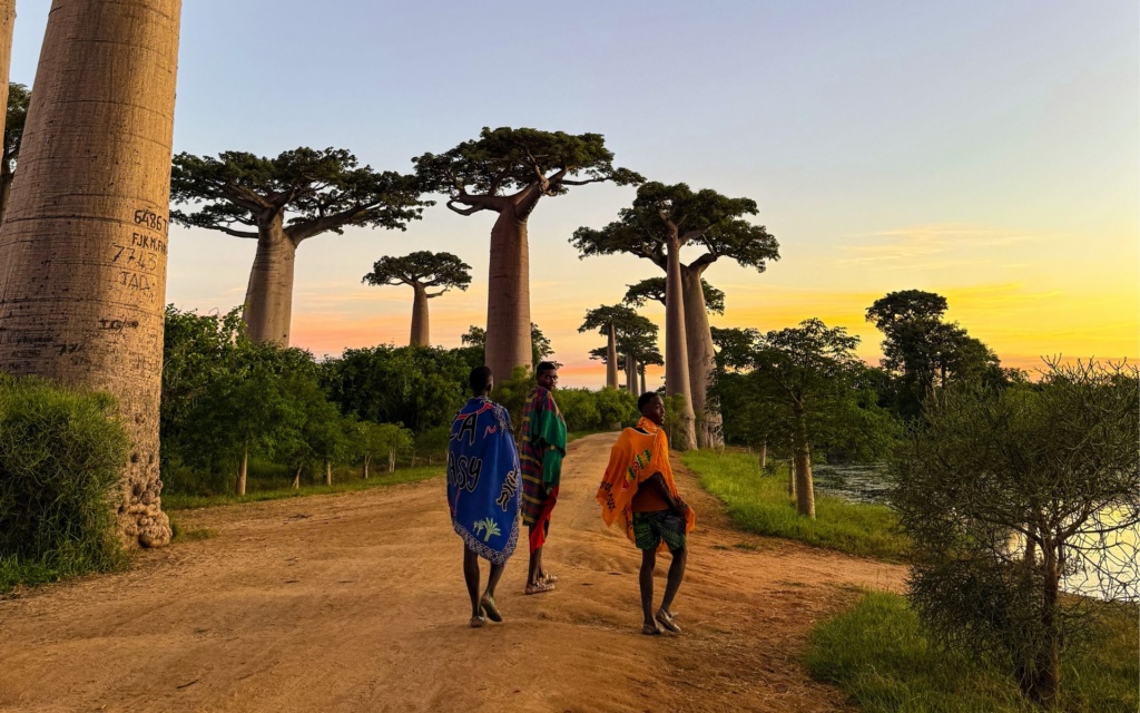 Kohalikud Baobabide alleel Morondavas Madagaskaril
