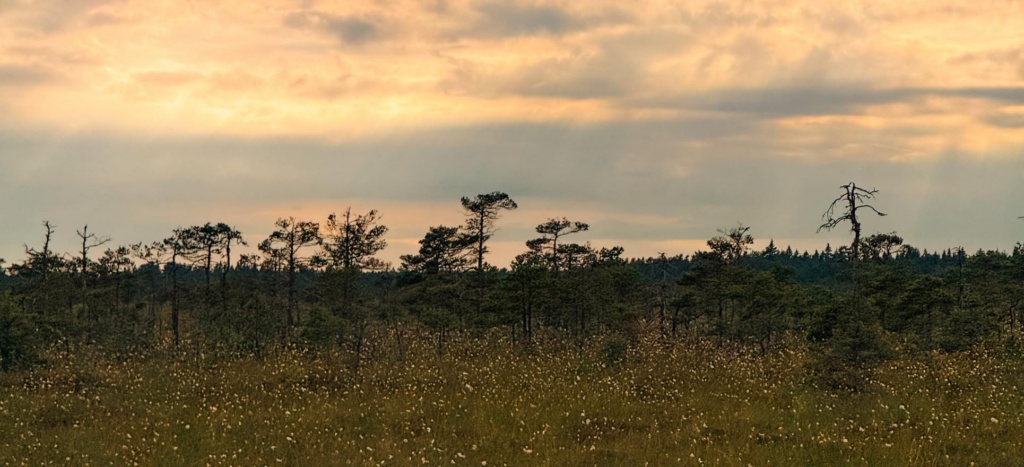 Marimetsa raba vaade päikeseloojangul