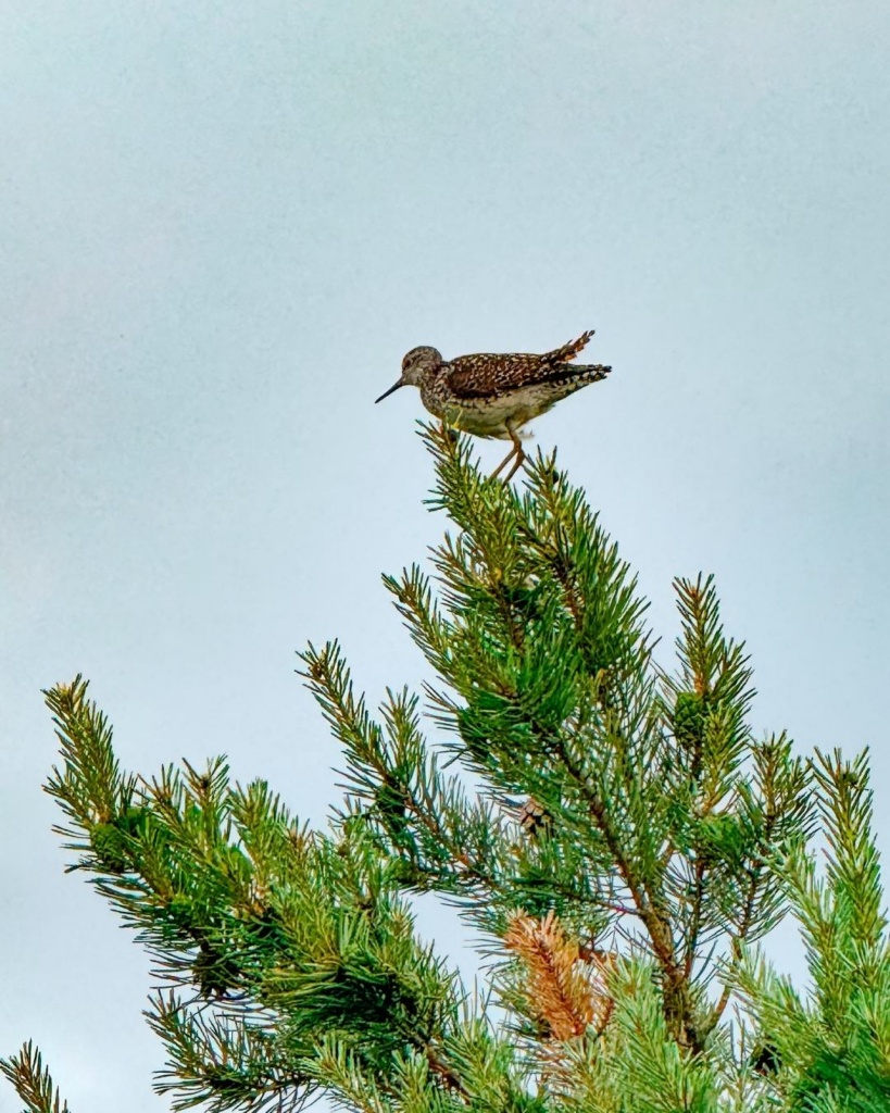 Läänemaa rabad: Marimetsa rabas elav lind