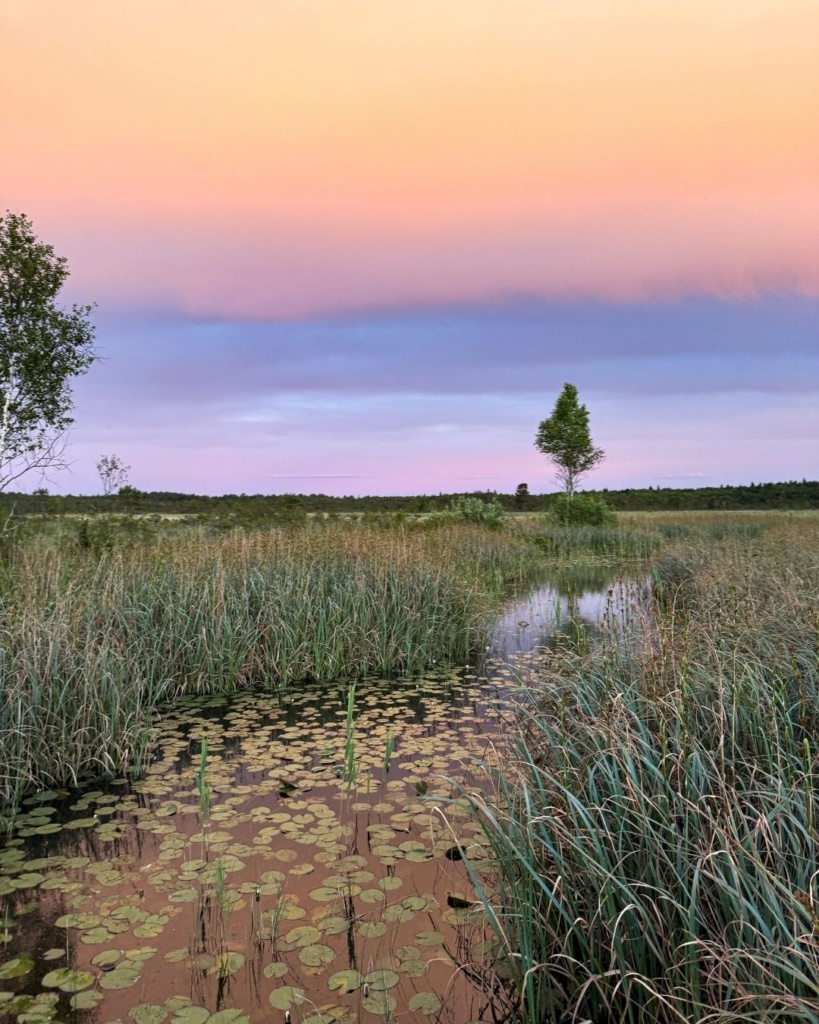Valgejärve laudtee üle järve