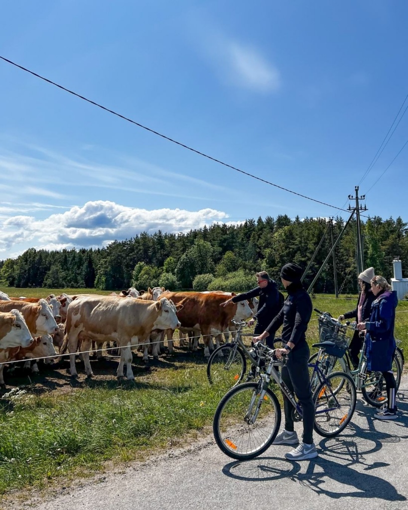 Vormsi saare veised ja jalgrattamatk
