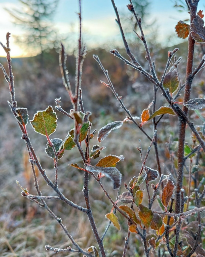 Härmatis maas varahommikul taigas