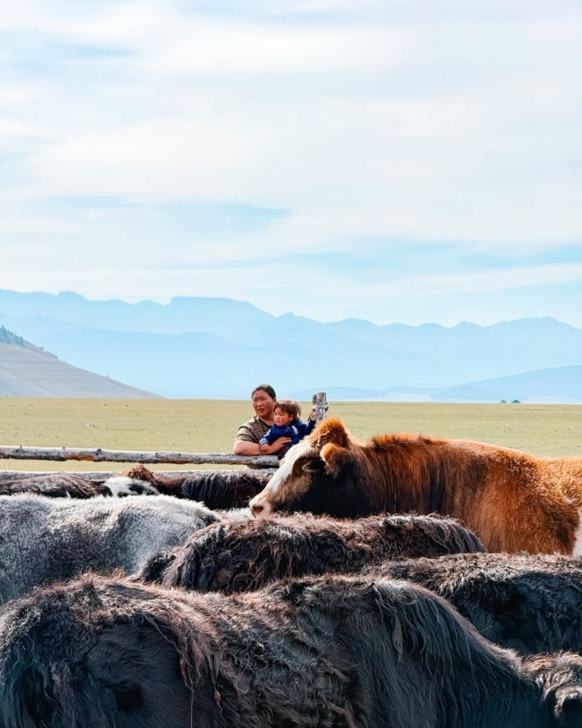 Rändkarjapere laager aasal, loomad ja kohalik mongolipere