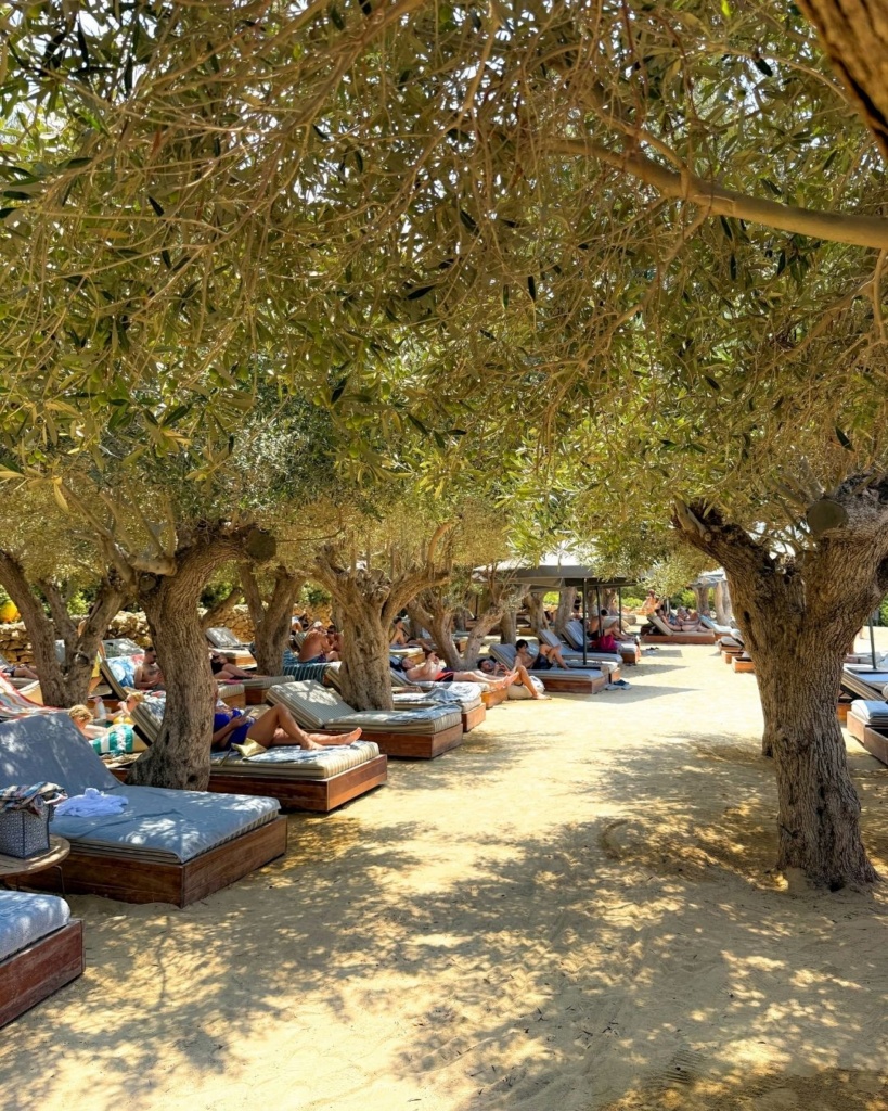 Küpros, Paphos: salajane rand ja rannatoolid oliivipuude all - Olive tree beach